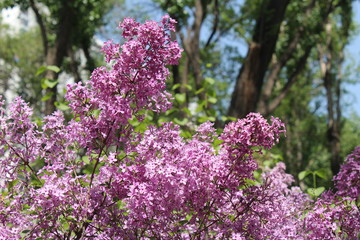 Obraz premium Purple Lilacs Blossoming in Xining Qinghai China Asia