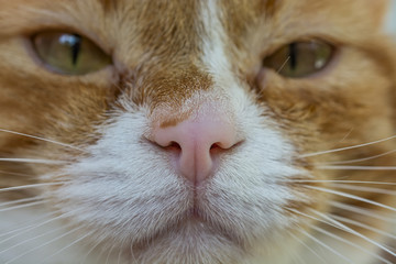 Face of a red cat macro 