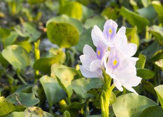 Water hyacinth flower is blooming.