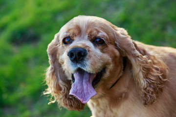 dog breed American Cocker Spaniel
