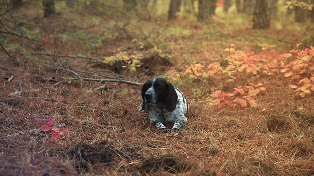 hunting dog resting on the needles