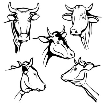 Isolated cow head vector portraits, cattle faces for farm natural dairy products packing