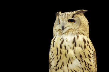 Western Siberian Eagle Owl isolated on black background.