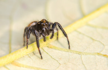Jumping Spider