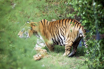 Tigre entre la maleza.
