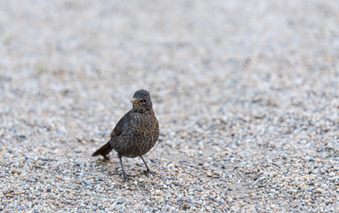 Common blackbird in the park