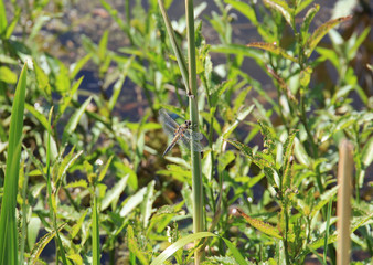 dragonfly sits on the stalk