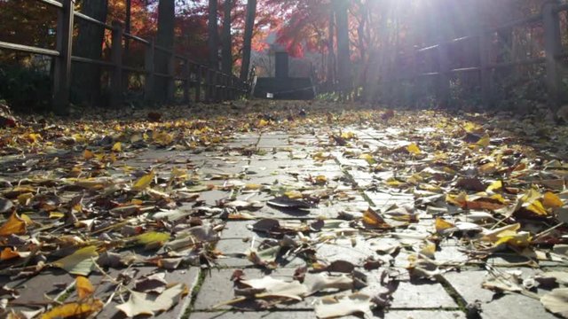 Seoul, South Korea - November, 2012 - Leaves falling in slow motion in Namsan.