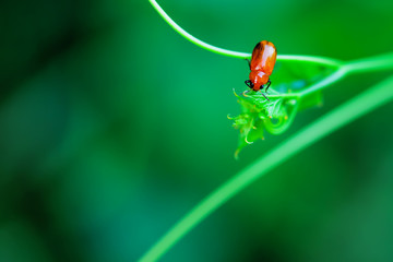 Ladybug