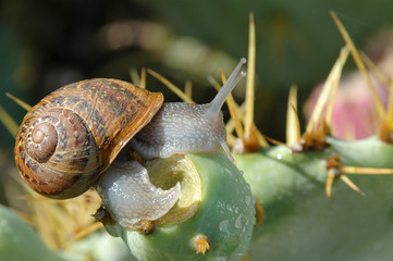 Caracol