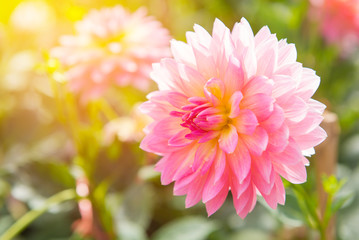 colorful of dahlia pink flower in Beautiful garden © CasanoWa Stutio