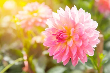 Foto op Plexiglas kleurrijk van dahlia roze bloem in prachtige tuin © CasanoWa Stutio
