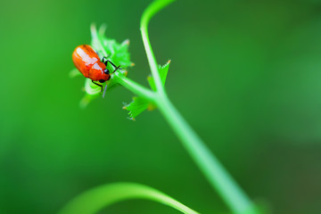 Ladybug
