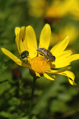 Insectos en una flor.