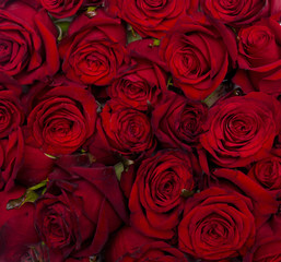 Red natural roses background