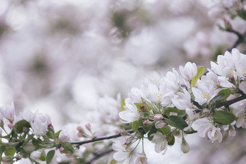 Blooming apple tree. Pink flowers
