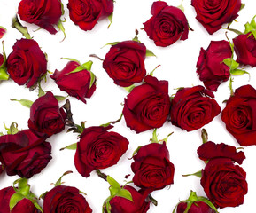 Red rose on white background. Buds of flowers