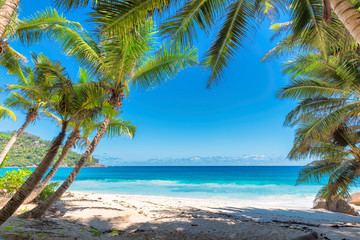 Fototapeta na wymiar Palm trees on tropical beach.