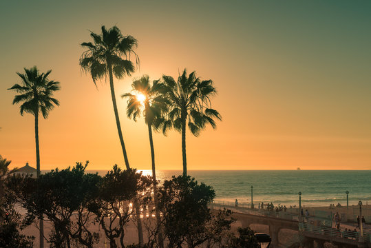 Palm trees on Manhattan Beach at sunset, Los Angeles. California.