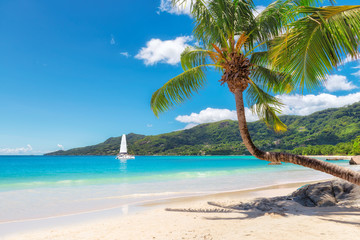 Amazing beach with coconut palm tree and sailing yacht on Mahe island, Seychelles.