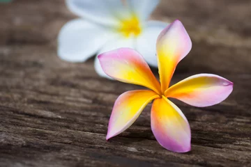 Crédence de cuisine en verre imprimé Frangipanier Plumeria flower on wood floor