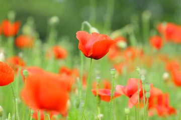 Obraz premium Poppies in field
