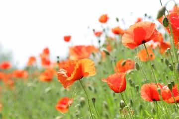 Obraz premium Poppies field