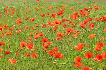 Poppies in field 
