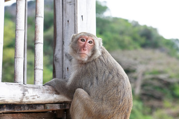 Monkey On Terrace