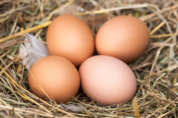 Naklejka na ściany i meble four chicken eggs lying in the nest of straw