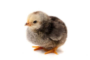 Cute little chicken isolated on white background