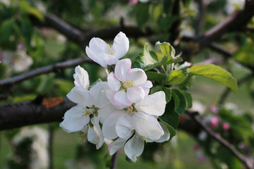 flowering apple tree with bright white flowers