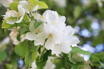 Fototapeta na wymiar flowering apple tree with bright white flowers