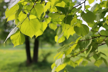 park in the city, young sprouts of trees in spring