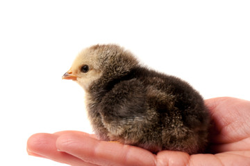 Hand holding a chicken, isolated on a white background