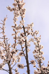 Blue sky and flower of cherry