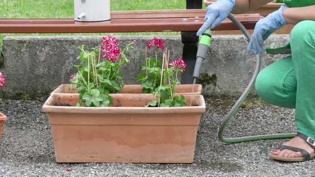 woman planting a geranium in the garden