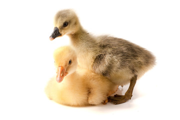 two little gosling isolated on white background