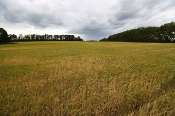 cereal rye field