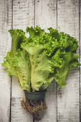 Salad leaf. Lettuce salad