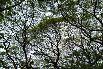 Tree branches on blue sky background