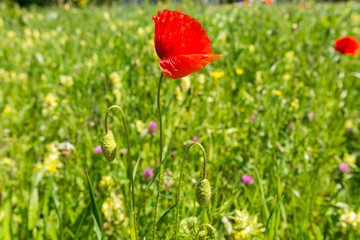 Mohn auf dem Feld