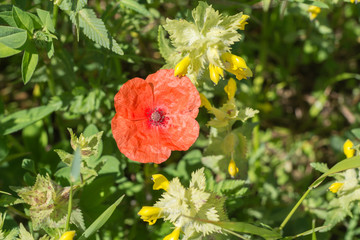 Mohn im Sommer Mai und Juni