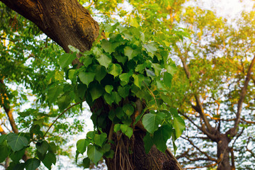 Beautiful green leaves background. Garden and Green   wall, leafs texture, texture of green plant,  tropical   leaves background.