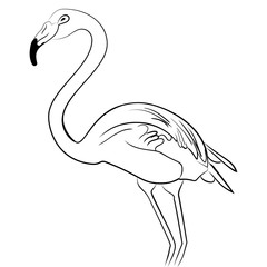 Flamingo bird black white sketch