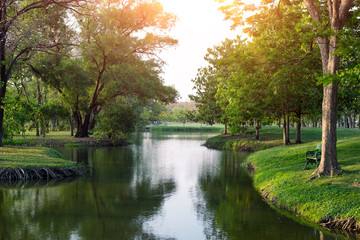 Green Trees in the nature park beside the river.   Nature of the Tree. Natural parks in the morning.   summer park with beautiful green lawns.