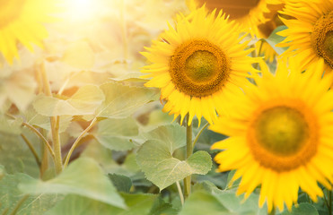 flowers sunflowers in a field closeup
