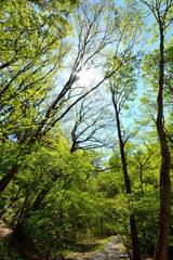 Young green forest in japanese spring