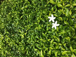  Two white flower on green leaf background