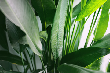tropical palm leaf, nature green foliage background,   tropical leaves. 